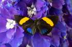 USA-Washington State-Issaquah Butterfly on flowers Art Print